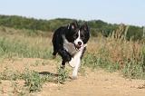 BORDER COLLIE 290